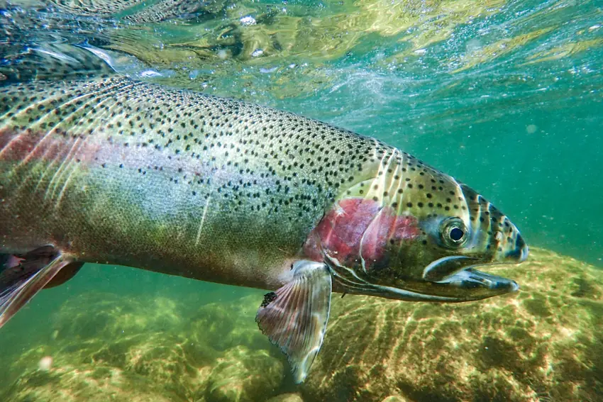 Steelhead Trout swimming underwater in the Salmon River after being caught and released during a fly-fishing trip.