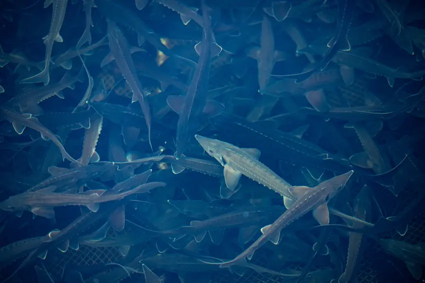 Overhead view of Sturgeon swimming in a fish farm, showing their long bodies and textured skin in a controlled freshwater environment.