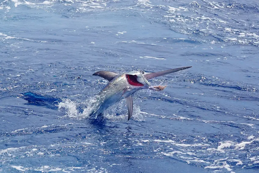 Swordfish leaping out of the water after being hooked during sportfishing, showing its elongated bill, powerful body, and dramatic splash against the open sea.