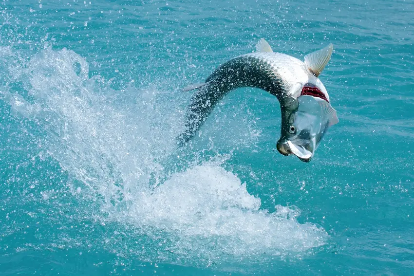 Action shot of Tarpon leaping out of the water, showing its large silvery body, powerful motion, and splashing water beneath.