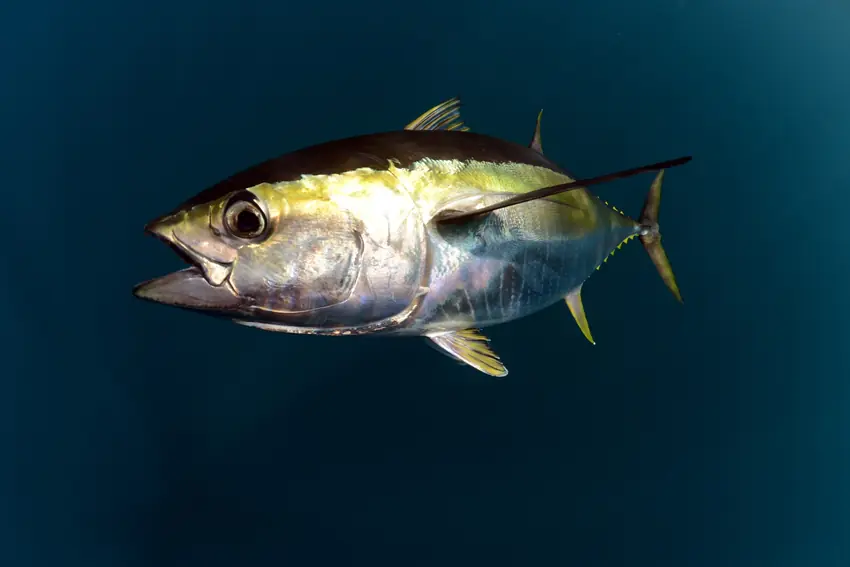 Yellowfin Tuna swimming through open ocean water, showing its streamlined body, bright yellow finlets, and powerful tail.