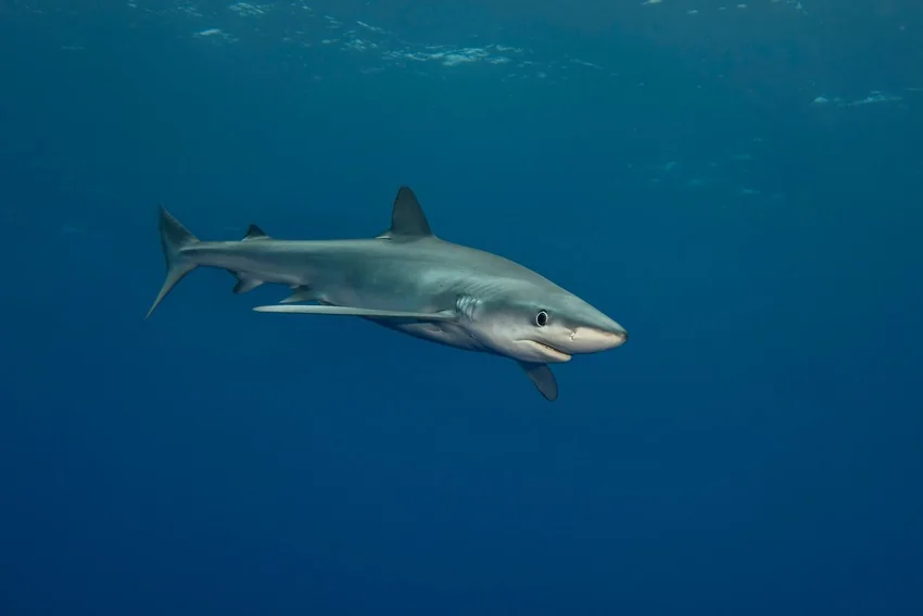 Blue Shark swimming through deep blue open-ocean water, showing its slender body and pointed snout.