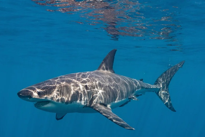 Close view of Great White Shark swimming through clear open-ocean water near the surface.
