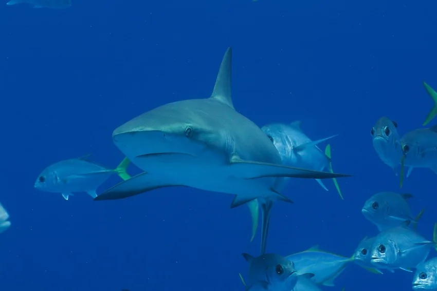 Underwater scenic view of Reef Shark swimming among smaller fish in clear tropical ocean water.