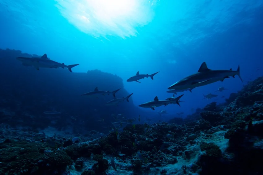 Several Sharks swimming above a deep ocean reef as sunlight filters through the blue water.