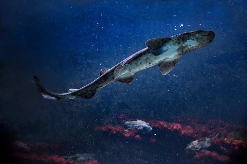 Small-Spotted Catshark swimming above a rocky deep-water reef, showing its slender body and dark spotted pattern.