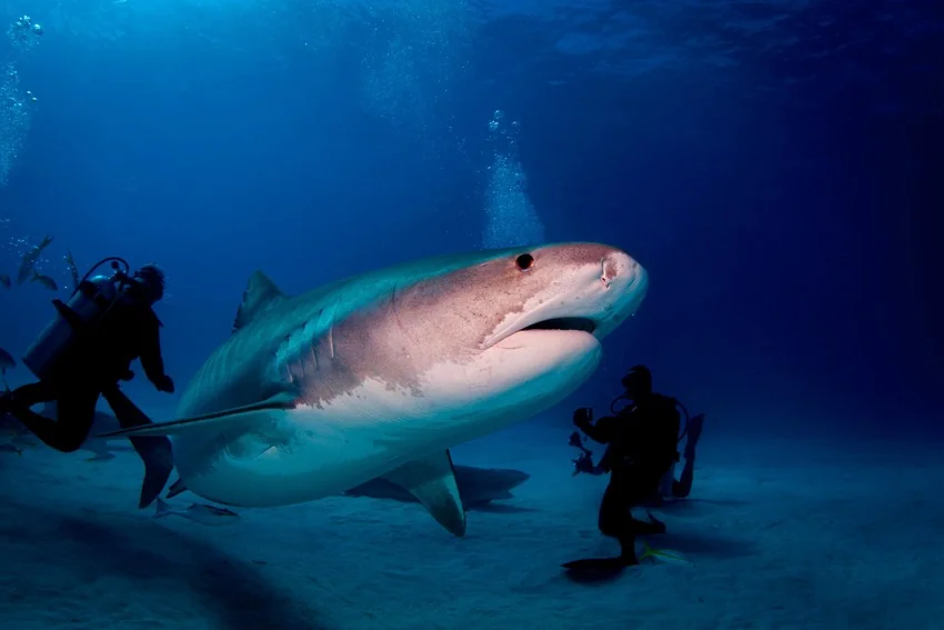 Tiger Shark swimming through clear blue water as scuba divers observe it nearby.