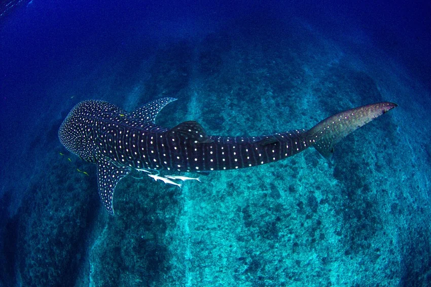 Whale Shark cruising above a shallow reef in clear blue water, showing its spotted back and broad body.