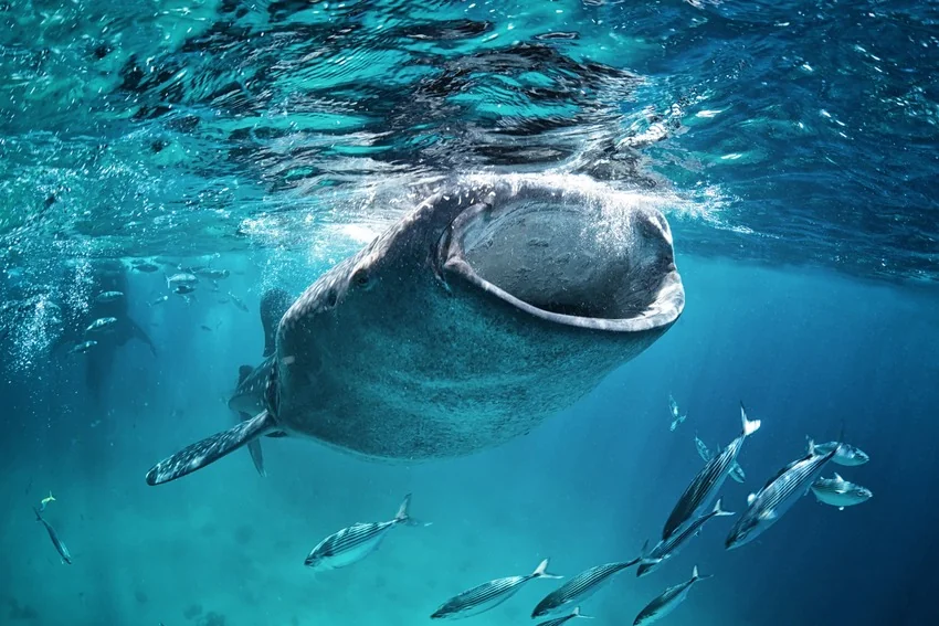 Whale Shark feeding near the ocean surface as schools of small fish swim around its open mouth.