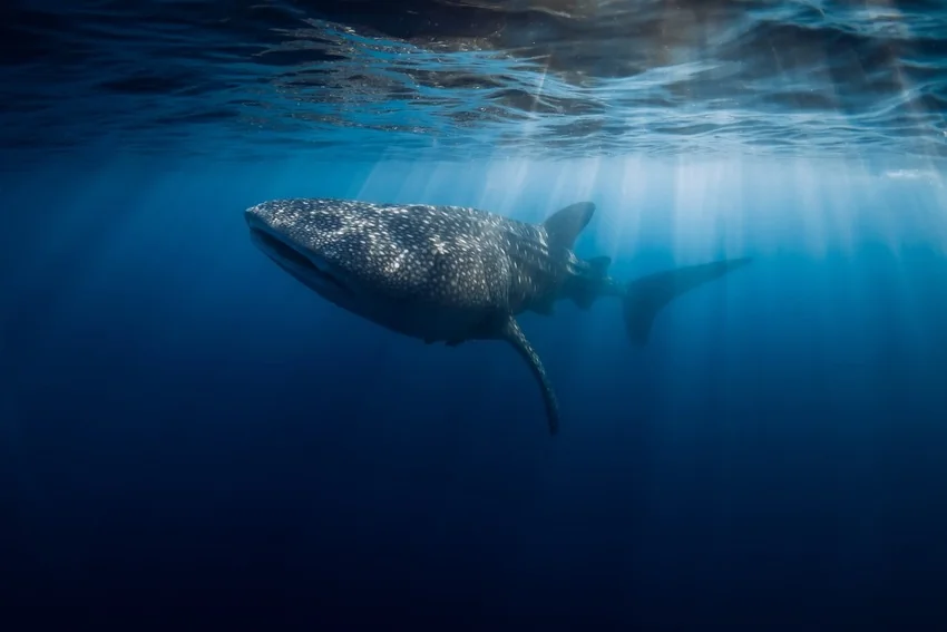Whale Shark swimming beneath the sunlit ocean surface as smaller fish move through the surrounding water.