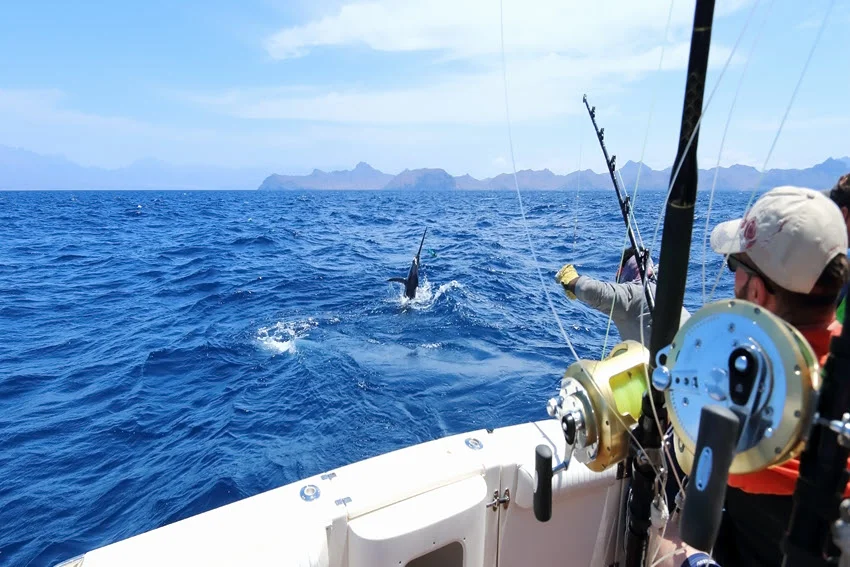 Anglers aboard an offshore charter boat fight a Marlin near the surface, with mounted rods and distant mountainous islands on the horizon.