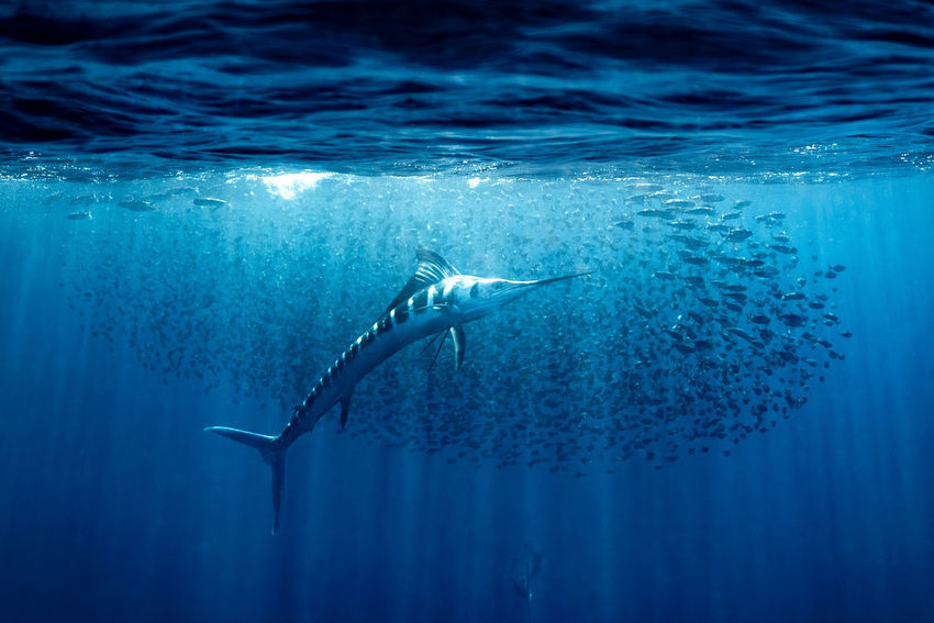 Sailfish swimming below the surface off Florida, with its long bill and tall sail-like dorsal fin fully visible.