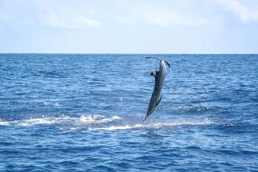 Sailfish leaping vertically above the open ocean, with its long bill, raised dorsal fin, and splashing wake clearly visible.