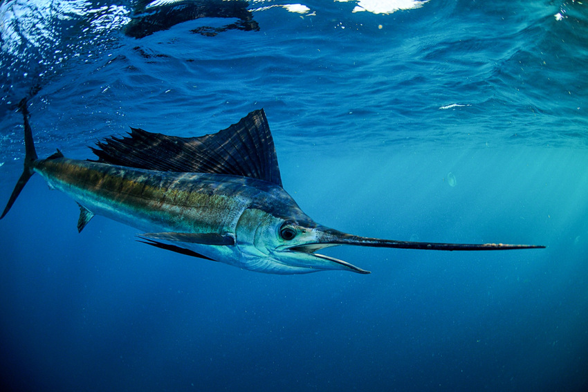 Sailfish swimming below the surface off Florida, with its long bill and tall sail-like dorsal fin fully visible.