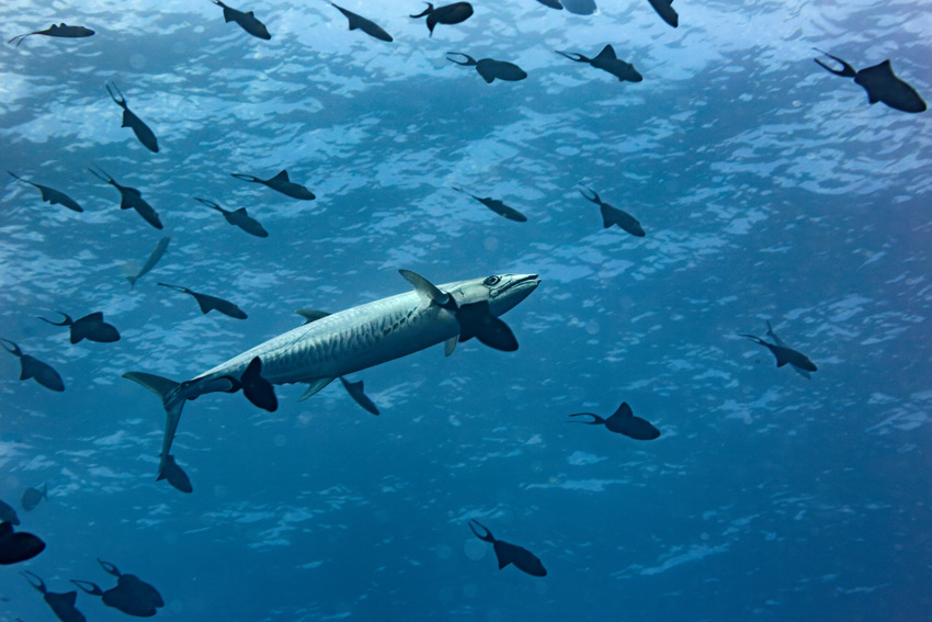 Wahoo swimming among reef fish in clear blue water, with its streamlined body and distinctive vertical blue bars clearly visible.