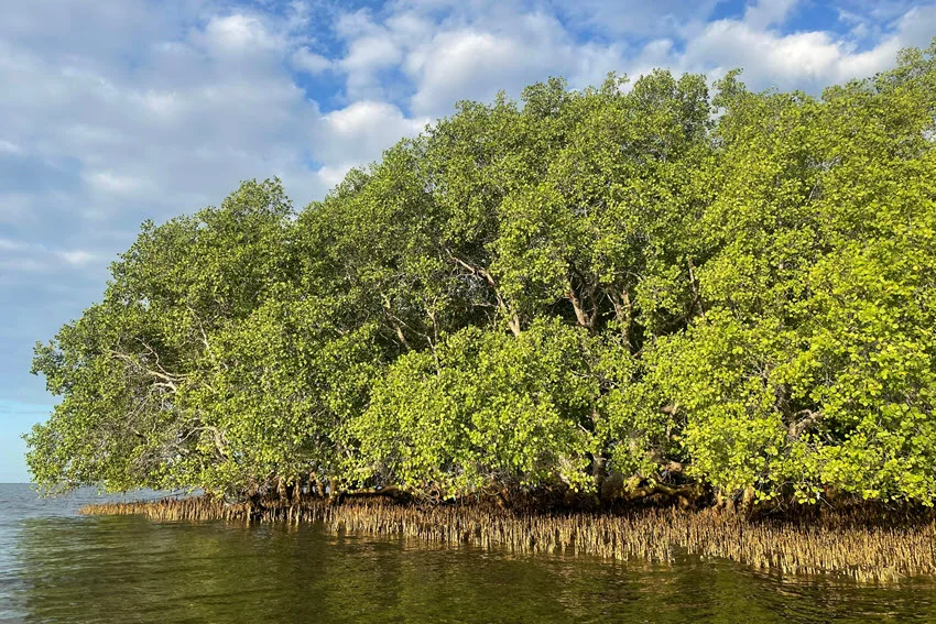 A view of dense mangrove trees rising above the water, with a clear sky overhead.