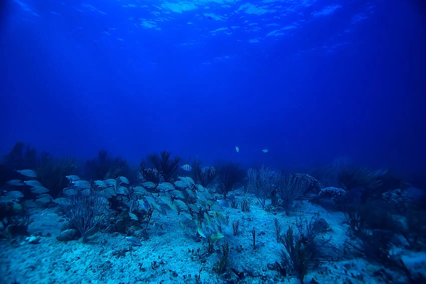 Underwater view of a school of small fish swimming near the ocean floor.