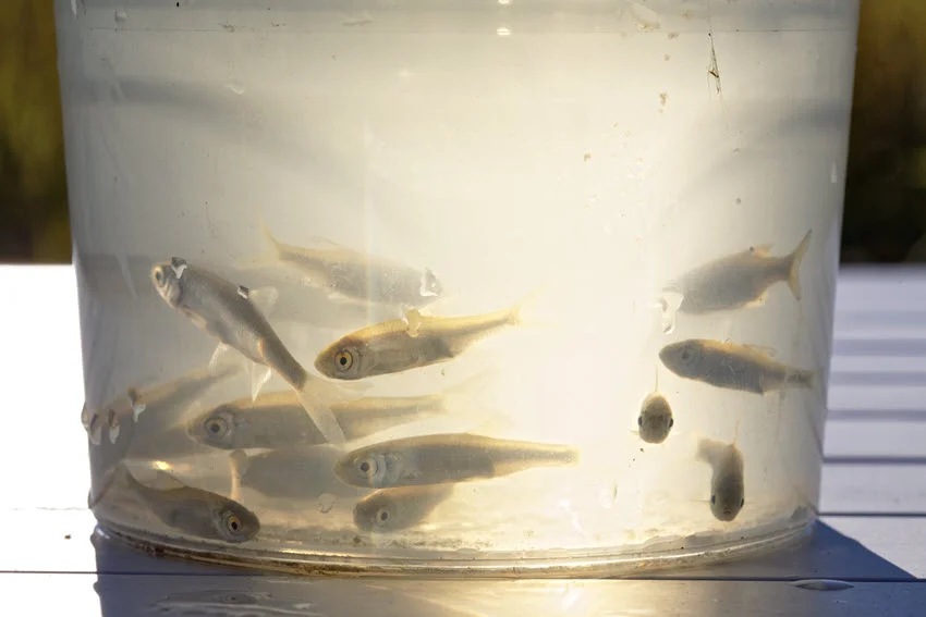 A large tank on a table, illuminated by sunlight, with live small fish inside used as bait.