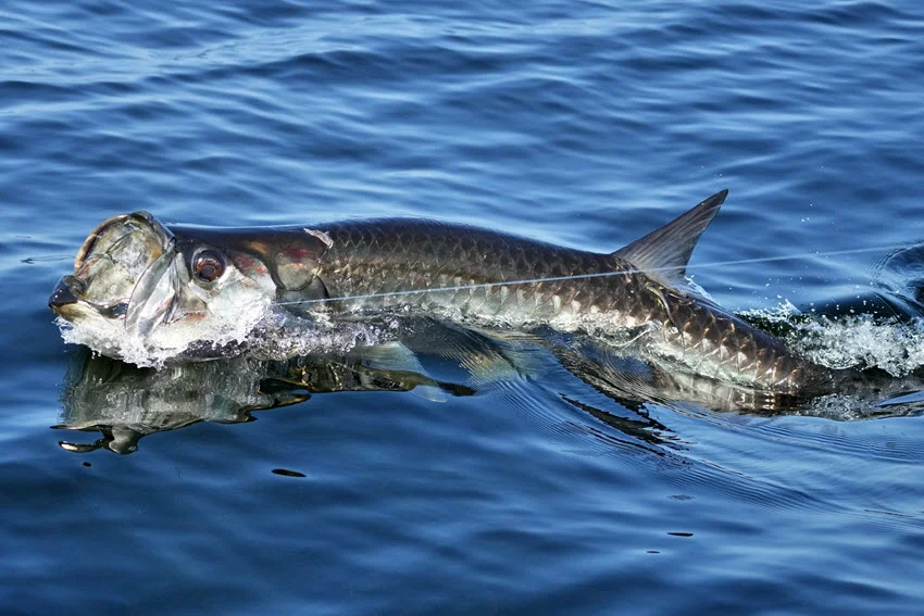 Tarpon fish with wide open mouth on the surface of the sea and a visible line on which it was caught.