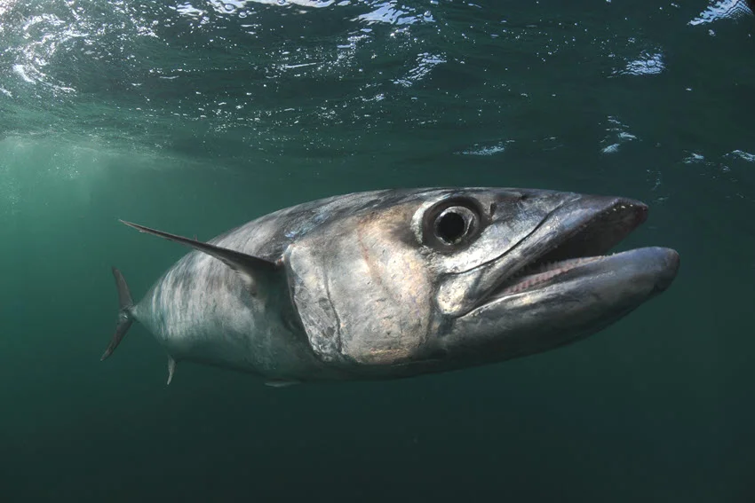 Close-up underwater view of a King Mackerel swimming below the surface in clear Florida saltwater.