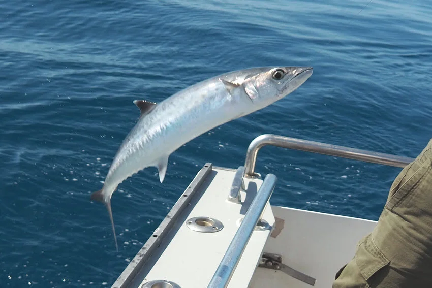 King Mackerel lifted beside a boat after being caught in deep blue saltwater.