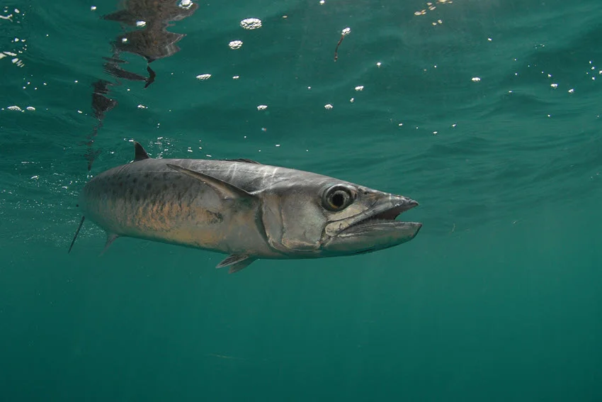 Underwater view of a King Mackerel swimming through clear Florida saltwater.