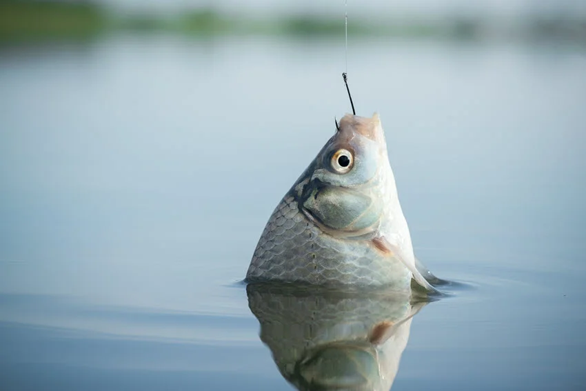 Close-up of a Carp fish hanging from the fishing hook, freshly caught, with details of its scales and mouth visible.