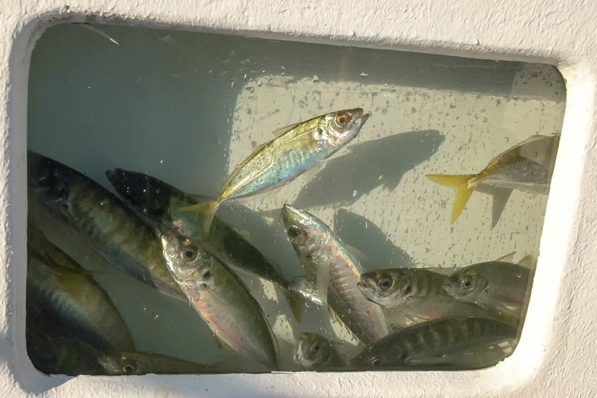 Aerial view of a container filled with small live fish used as bait, with the fish visibly swimming inside.