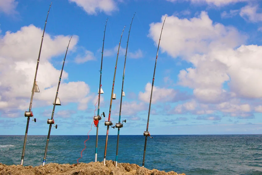 Kite fishing rods placed on the shore and stuck into the ground.