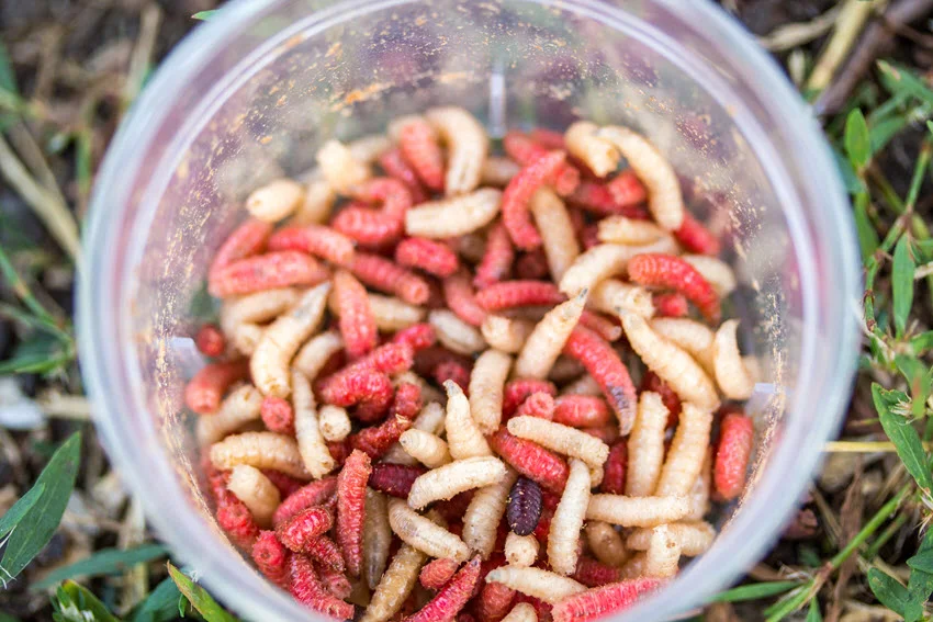 View from above of live bait stored in a plastic cup, placed on blurred grass in the background.