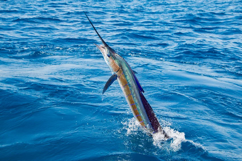 A view of a Sailfish leaping out of the water, its body arched mid-jump with splashes around.