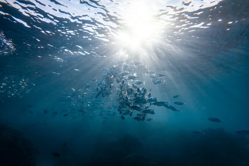 Mackerel Season in Florida: Rules, Tips, and Best Times.