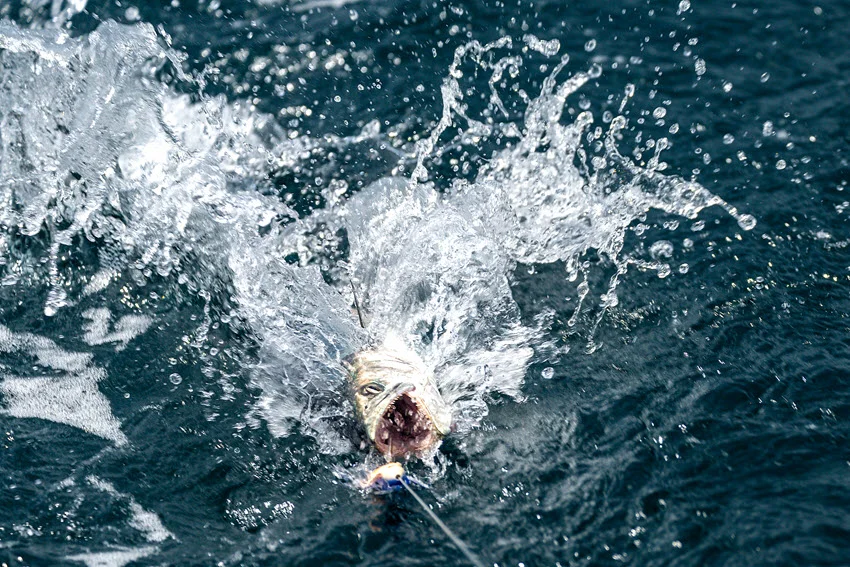 Hooked Mackerel splashing at the surface in Florida saltwater, capturing the speed and aggressive strike that make these fish exciting targets for anglers.