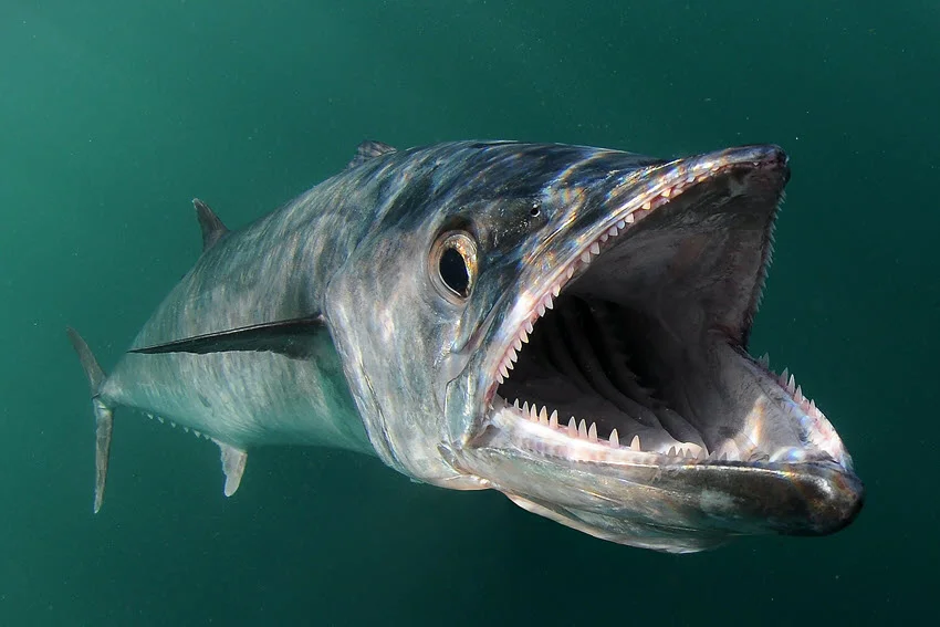 Close underwater view of a Mackerel in clear Florida coastal water, highlighting the streamlined body and predatory features that make this fish a fast-moving target.