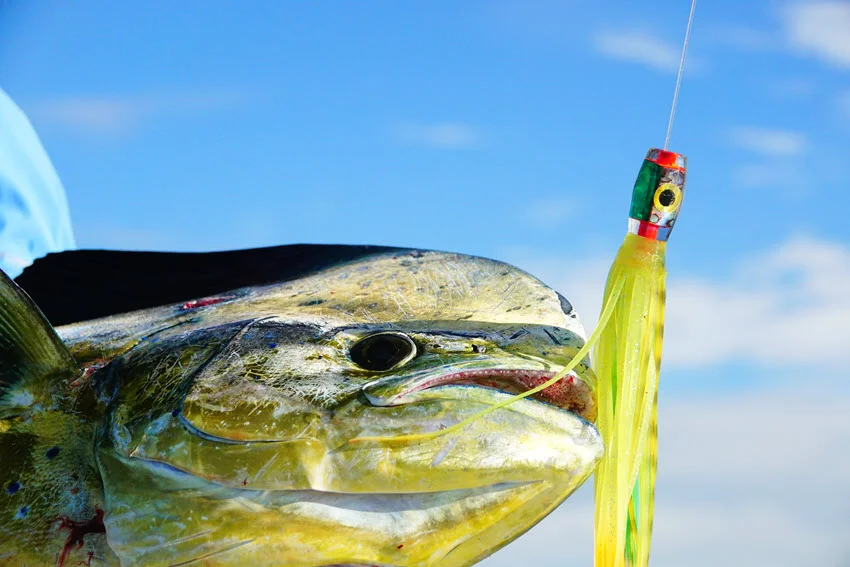 Mahi Mahi Fishing: The Angler's Guide