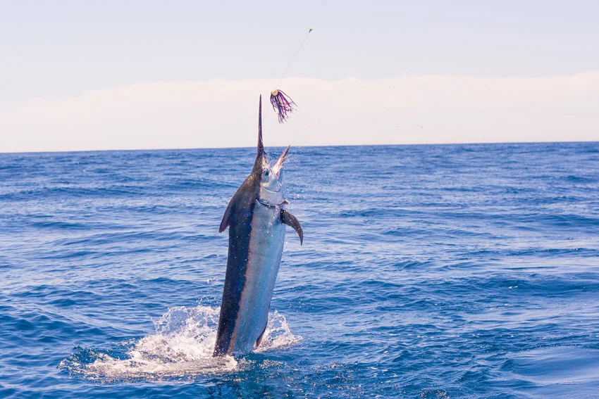 Marlin Fishing: The Angler's Guide