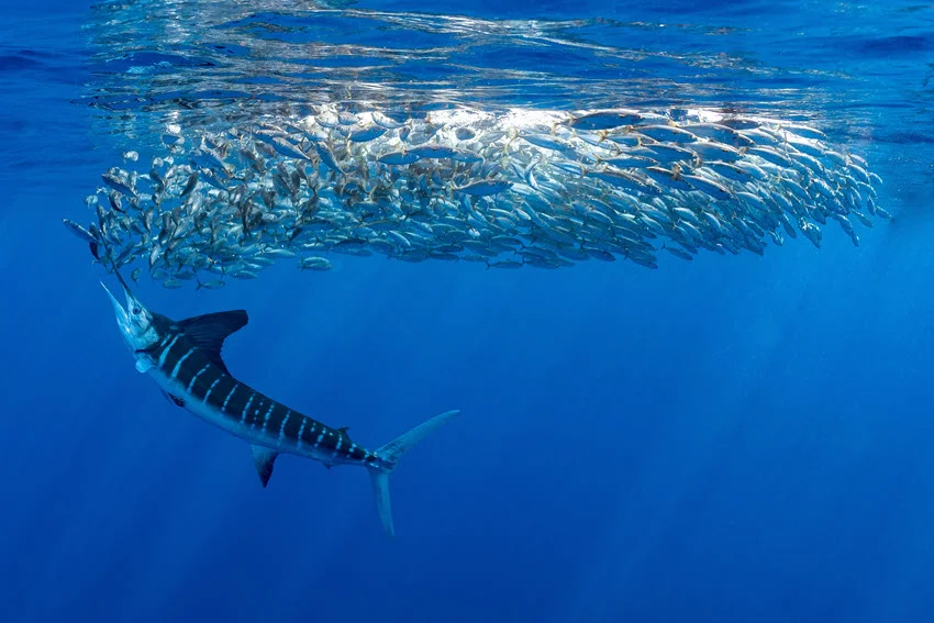 Marlins hunting sardines or mackerels in the clear waters of Baja California Sur, showcasing their agility and speed in pursuit of prey.