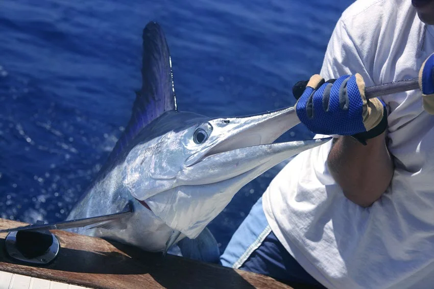 Angler performing a catch and release of a White Marlin on the deck of a boat. The marlin lies alongside the rail, showing its slender body and sharp bill, moments before being returned to the water.