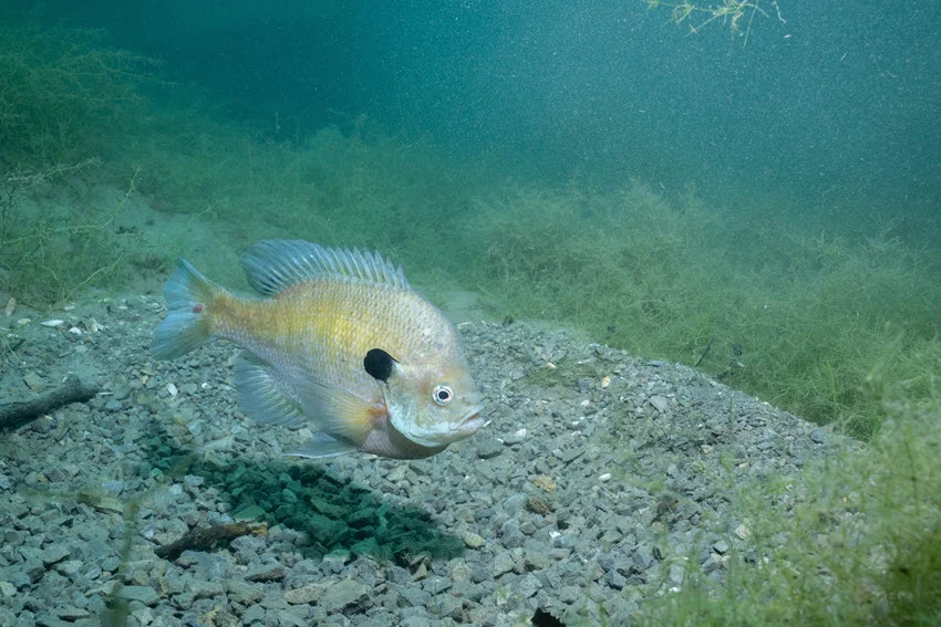 A Bluegill fish, with the typical black spot near the head, swims in the lake close to the rocky-grassy bottom.
