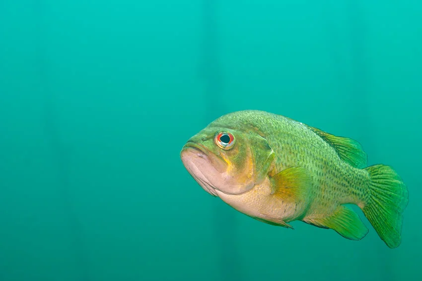 A lone Largemouth Bass gracefully swimming in the clear green waters of a tranquil lake, its sleek body gliding just beneath the surface with sunlight filtering through the water.