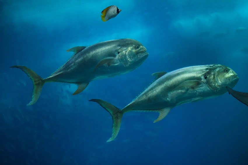 Two Jack Crevalle swimming together in blue waters, showcasing their powerful bodies and silver coloration.