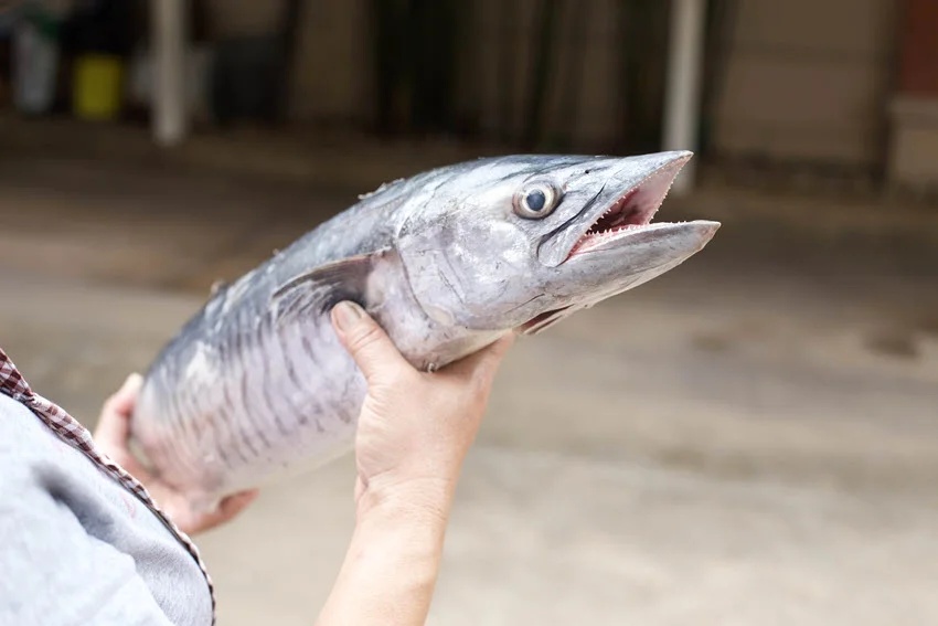 Close-up view of an angler holding a freshly caught King Mackerel with its sharp teeth visible.