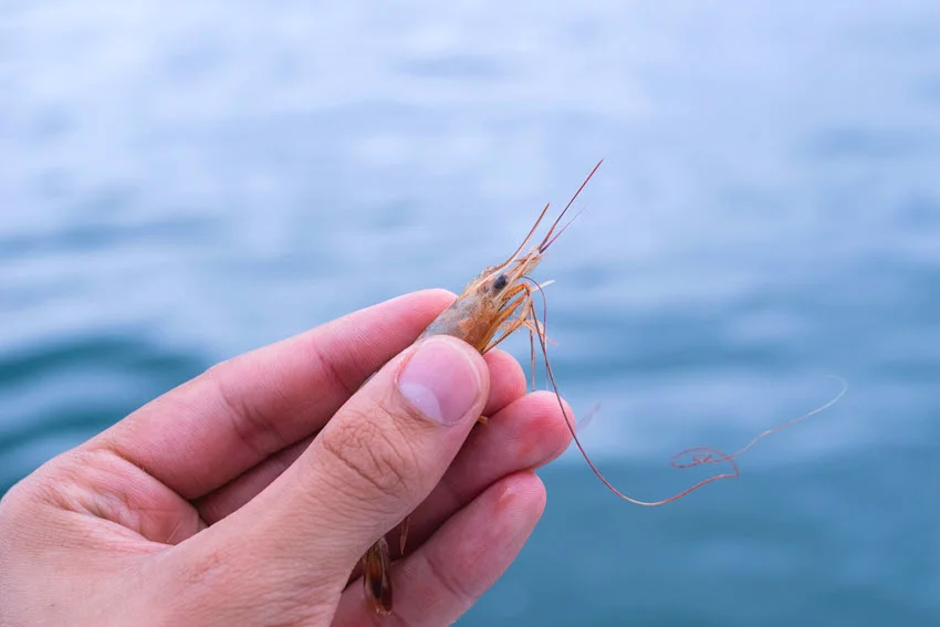 Close shot of an angler's hand holding live shrimp bait over the water, ready for fishing.