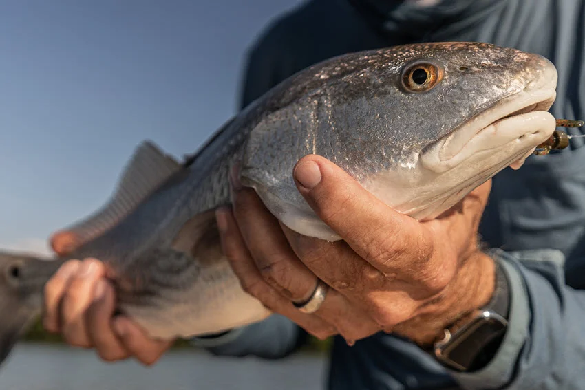 Close-up view of an angler holding a freshly caught Redfish in Mosquito Lagoon.