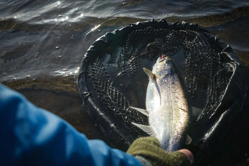 Close-up view of a Spotted Seatrout resting in a landing net after being caught in Florida.