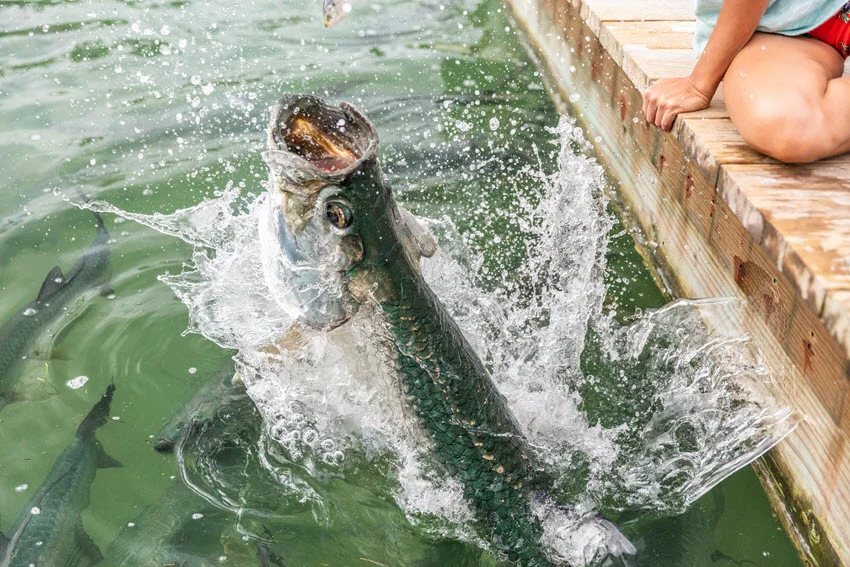 Action shot of a Tarpon leaping near a dock in Mosquito Lagoon, splashing water as it breaks the surface.