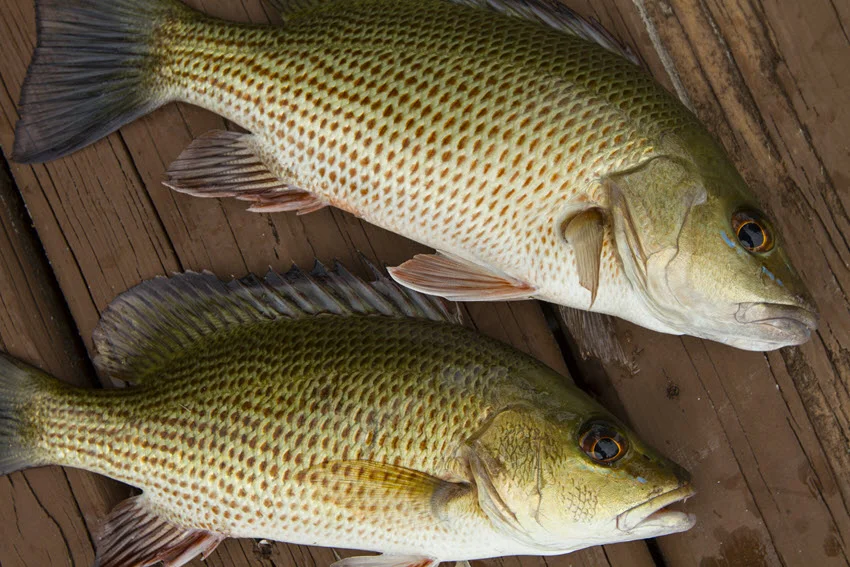 View of two freshly caught Snapper laid side by side on a wooden dock.