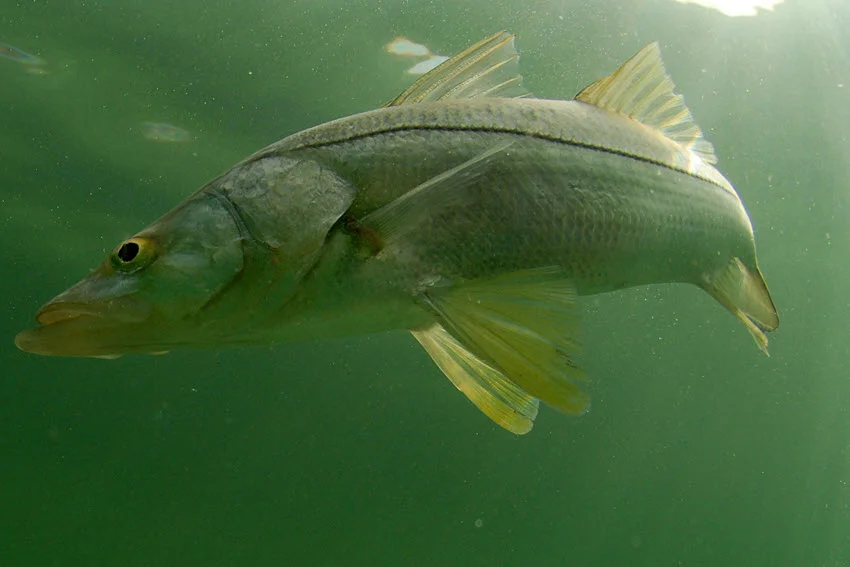 Underwater view of a Snook swimming in the green waters of Mosquito Lagoon.