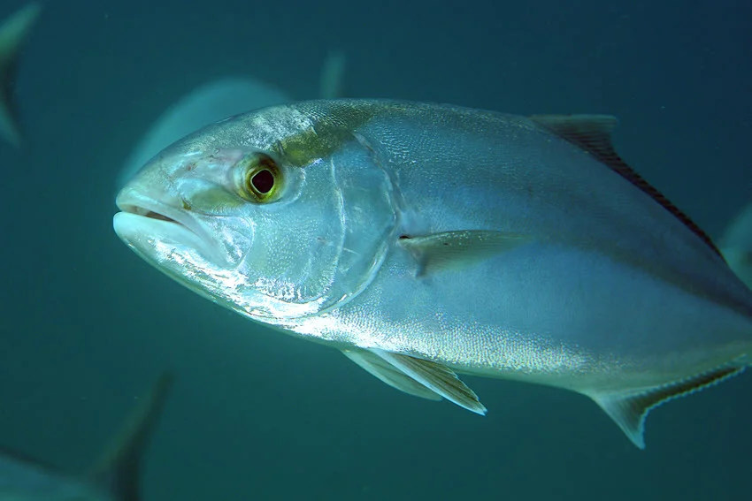 A focused shot of an Amberjack surrounded by other fish, with the background blurred for depth.