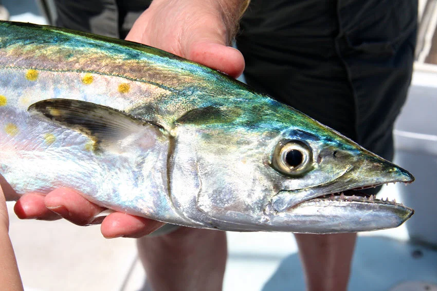Close-up view of the head of a freshly caught Spanish Mackerel, showing its sharp teeth and distinctive spotted pattern.